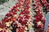 Heuchera Pinot Gris