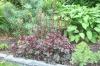 Heuchera Prince Blanc