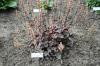 Heuchera Silver Scrolls