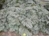 Heuchera Venus