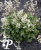 Heuchera brizoides Scheewittchen