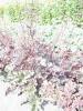 Heuchera sanguinea