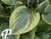 Hosta Alex Summers