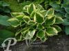 Hosta Anne