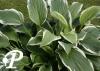 Hosta Antioch