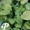 Hosta August Moon