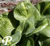 Hosta Avocado