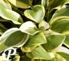 Hosta Bill Brinka