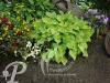 Hosta Birchwood Parky