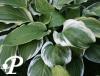 Hosta Blazing Saddles