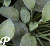 Hosta Blue Dimples