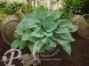 Hosta Blue Umbrellas