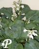 Hosta Bressingham Blue