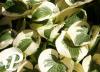 Hosta Brim Cup