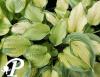 Hosta Cadillac