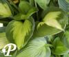 Hosta Captain Kirk