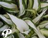 Hosta Cascades
