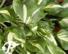 Hosta Center of Attention