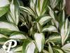 Hosta Cherry Berry