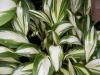 Hosta Cherry Berry Llilas