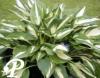 Hosta Christmans Candy