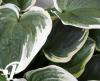 Hosta Christmas Tree