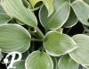 Hosta Clifford Forest Fire
