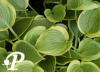 Hosta Climax