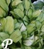 Hosta Emerald tiara