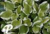 Hosta Fair Maden