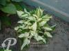 Hosta Fire and Ice