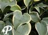 Hosta First Frost