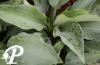Hosta Flemish Sky
