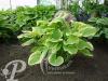 Hosta Fragrant Bouqet