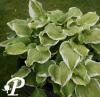 Hosta Fragrant Bouquet
