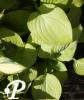 Hosta Fried Bananas