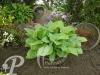 Hosta Fried Green Tomato