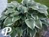 Hosta Fringe Benefit