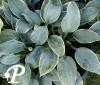 Hosta Frosted Dimples