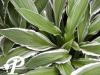 Hosta Ginko Craig