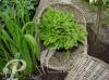Hosta Golden Tiara
