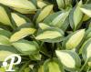 Hosta Gypsy Rose