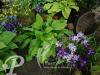 Hosta Honeybells