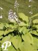 Hosta Jimmy Crack Corn