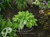 Hosta Julie Morss