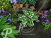 Hosta Karin