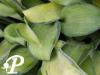 Hosta Katherine Lewis