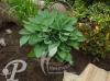 Hosta Krossa Regal
