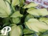 Hosta Lady Guinevere