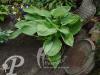 Hosta Lady Isobel Barnet